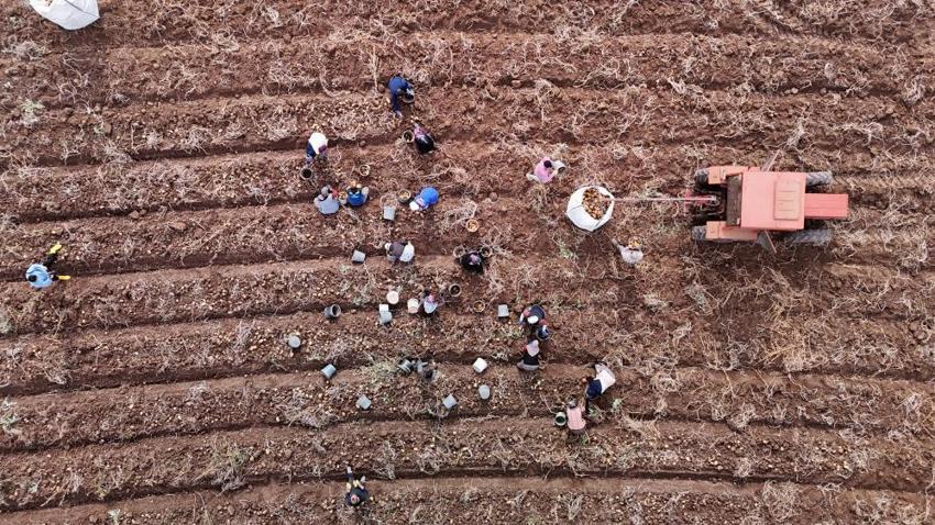 Sivas'ta yılın son hasadı başladı! Bir kere ekti, tonlarca toplayacak, kilosu 30 lira