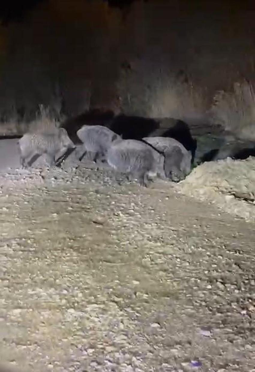 Bayburt'un köyünde ahırdan çıkınca inanamadı: 10 tane indi, ilk kez böyle bir şey görüyorum