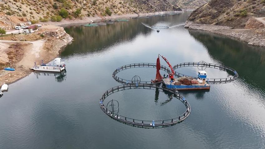 Diyarbakır'da tesisi kurdu 1 yıl sonra 500 ton üretti! 80 kafesle dünyaya ihraç ediyor