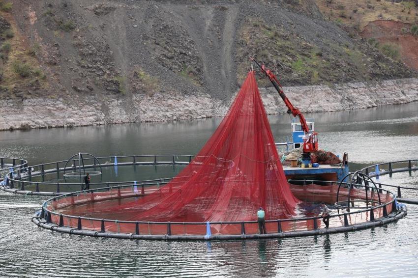 Diyarbakır'da tesisi kurdu 1 yıl sonra 500 ton üretti! 80 kafesle dünyaya ihraç ediyor