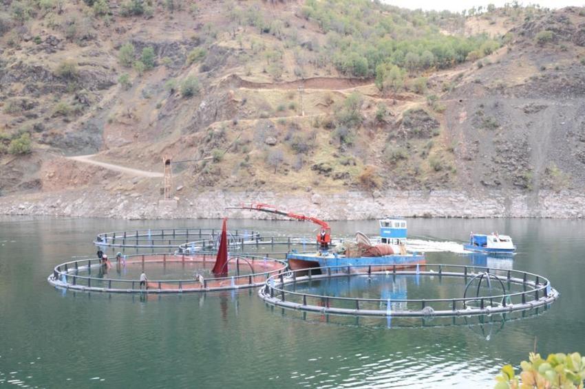 Diyarbakır'da tesisi kurdu 1 yıl sonra 500 ton üretti! 80 kafesle dünyaya ihraç ediyor