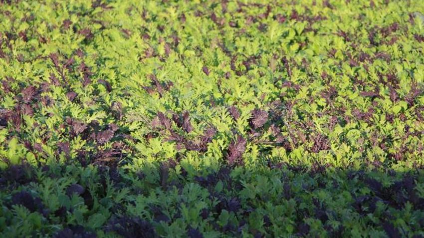 5 yıl önce her şeyi İstanbul'da bırakıp köyüne döndü! 24 ülkeden toplayarak üretime başladı! Satışlar uçtu