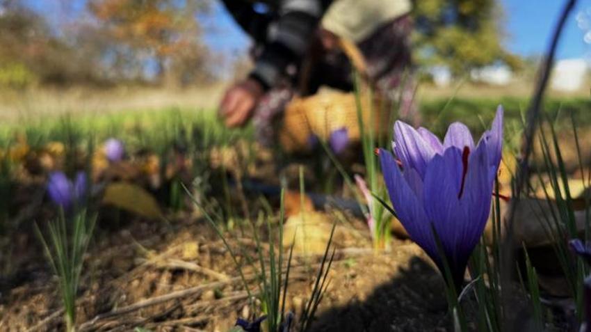 Tarlasında ilk kez yetiştirdi! Sonuç çiftçiyi bile şaşkına çevirdi! Fiyatı altınla yarışıyor