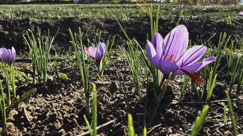 Tarlasında ilk kez yetiştirdi! Sonuç çiftçiyi bile şaşkına çevirdi! Fiyatı altınla yarışıyor