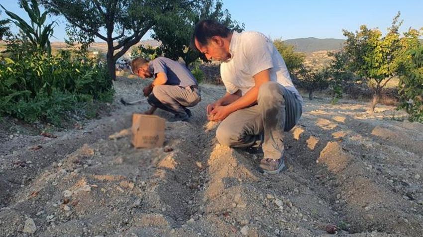 Tarlasında ilk kez yetiştirdi! Sonuç çiftçiyi bile şaşkına çevirdi! Fiyatı altınla yarışıyor