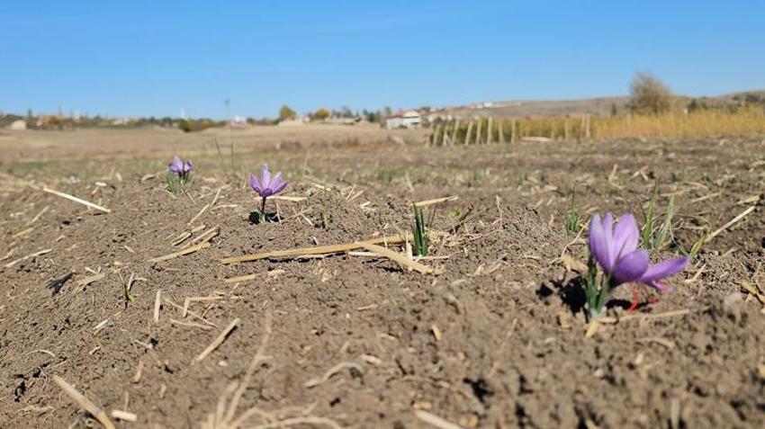 Tarlasında ilk kez yetiştirdi! Sonuç çiftçiyi bile şaşkına çevirdi! Fiyatı altınla yarışıyor