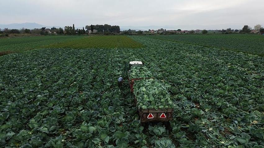 125 bin tonluk rekolte bekleniyor! Bafra Ovası'nda hasadı başladı: Tarlada 8 TL'den satılıyor