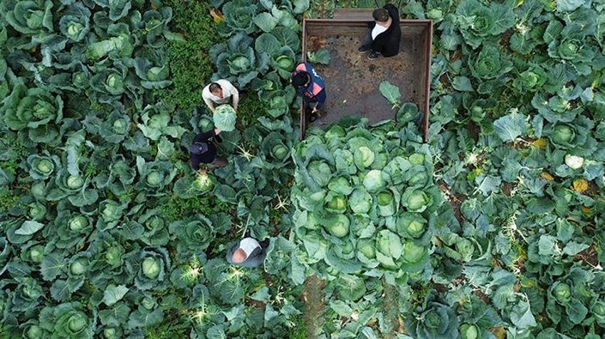 125 bin tonluk rekolte bekleniyor! Bafra Ovası'nda hasadı başladı: Tarlada 8 TL'den satılıyor