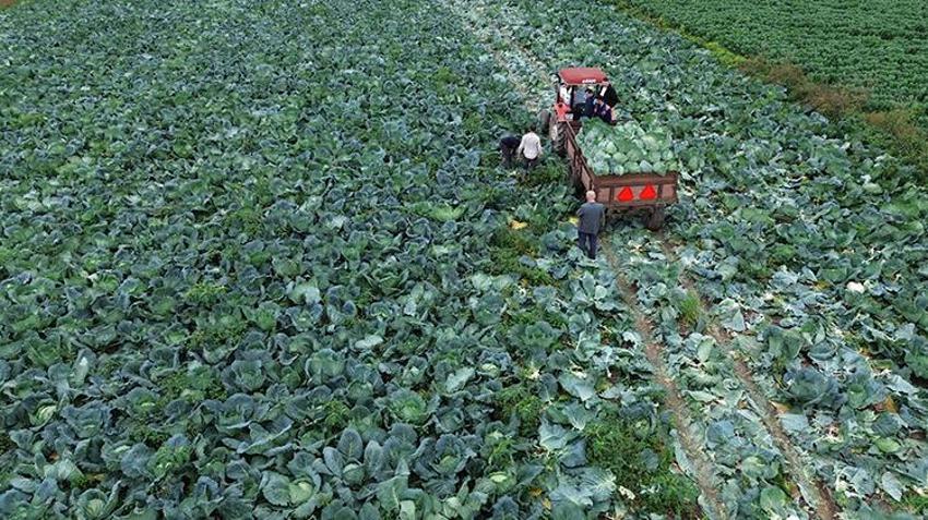 125 bin tonluk rekolte bekleniyor! Bafra Ovası'nda hasadı başladı: Tarlada 8 TL'den satılıyor