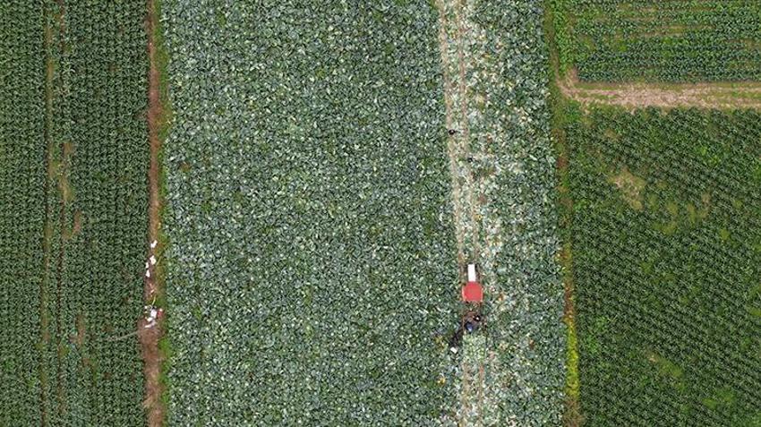 125 bin tonluk rekolte bekleniyor! Bafra Ovası'nda hasadı başladı: Tarlada 8 TL'den satılıyor