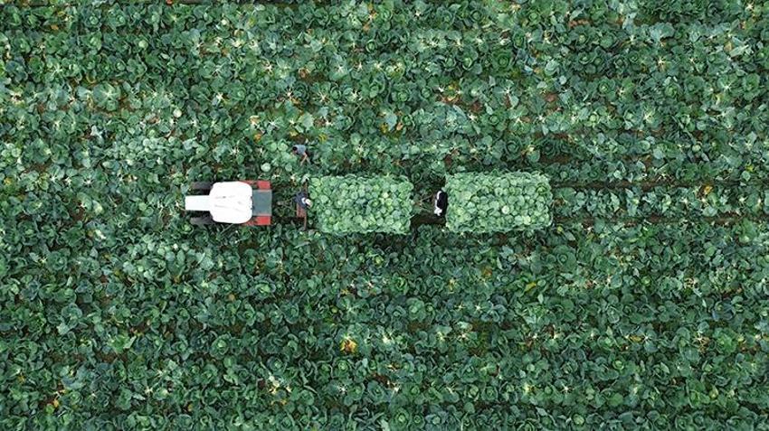 125 bin tonluk rekolte bekleniyor! Bafra Ovası'nda hasadı başladı: Tarlada 8 TL'den satılıyor