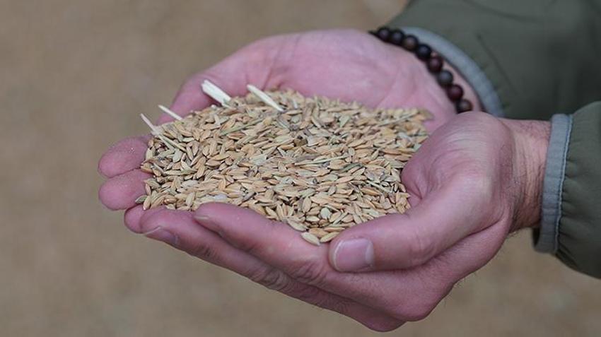 Çorum’da beyaz altın hasadı bitti! Kurutma süreciyle kazançlar artıyor