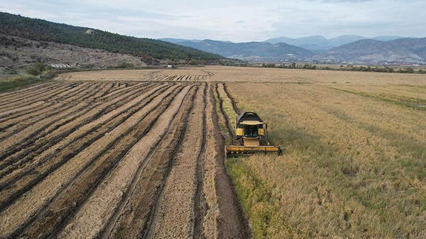 Çorum’da beyaz altın hasadı bitti! Kurutma süreciyle kazançlar artıyor