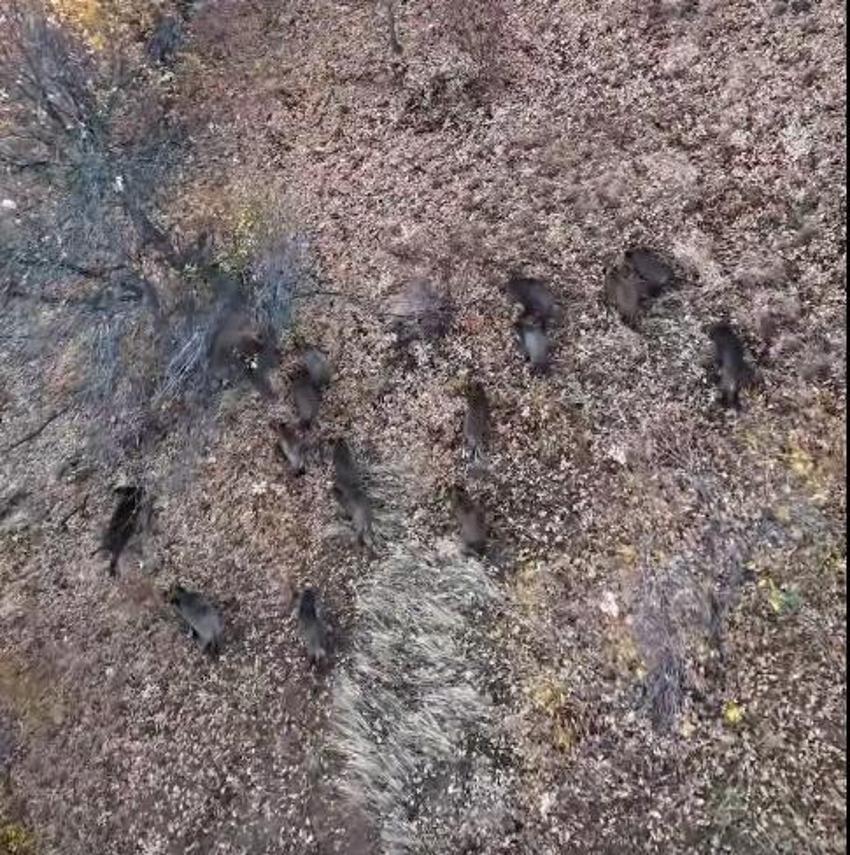 Konya'da 10 tanesi görüntülendi: İlçe merkezinde güpegündüz ortaya çıktılar