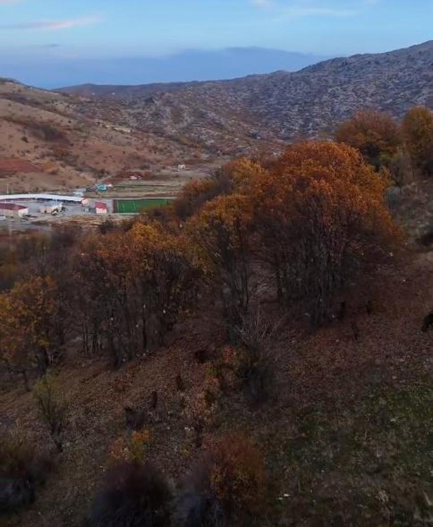 Konya'da 10 tanesi görüntülendi: İlçe merkezinde güpegündüz ortaya çıktılar