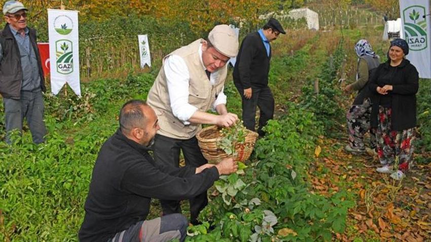 Bursa'da ekilen fideler erken ürün verdi! Hem fiyatı yüksek hem de talep fazla