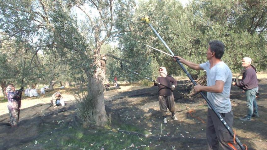 Balıkesir'de çiftçiler bu yönteme geçti: Verim artıyor, ağaç zarar görmüyor, seneye daha çok ürün veriyor!