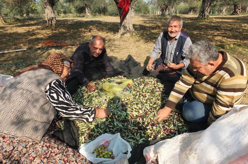 Balıkesir'de çiftçiler bu yönteme geçti: Verim artıyor, ağaç zarar görmüyor, seneye daha çok ürün veriyor!