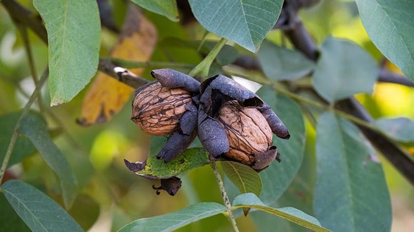 Kırklareli'de dev işletme elektrik faturasını sıfırladı! Enerjisini güneşten alıyor: 1200 Dekar Kıraç Alanda 200 ton ürün çıkardı