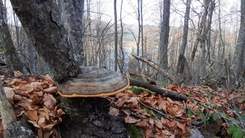 Abant'ta sonbahar şöleni! Göl girişinde kilometrelerce kuyruk oluştu