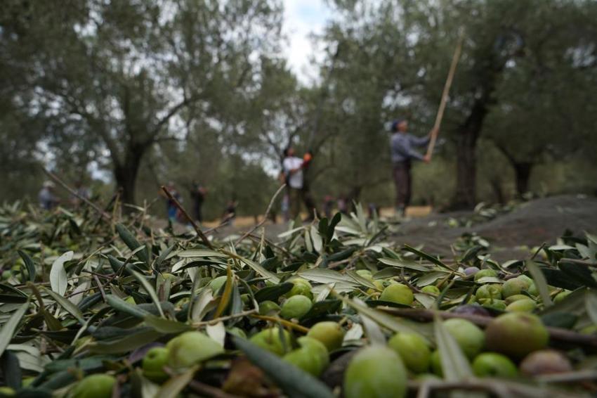 Ayvalık'ın tercih sebebini açıkladı: Nüfus 70 binden 1 milyona çıktı