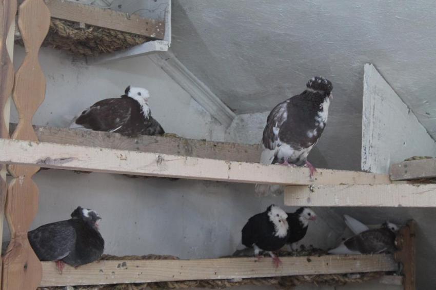 Türk fısıldayıcısı güvercin sesiyle büyülüyor! 'Bayburtlu nereye gitmişse kuşunu da yanına almış'