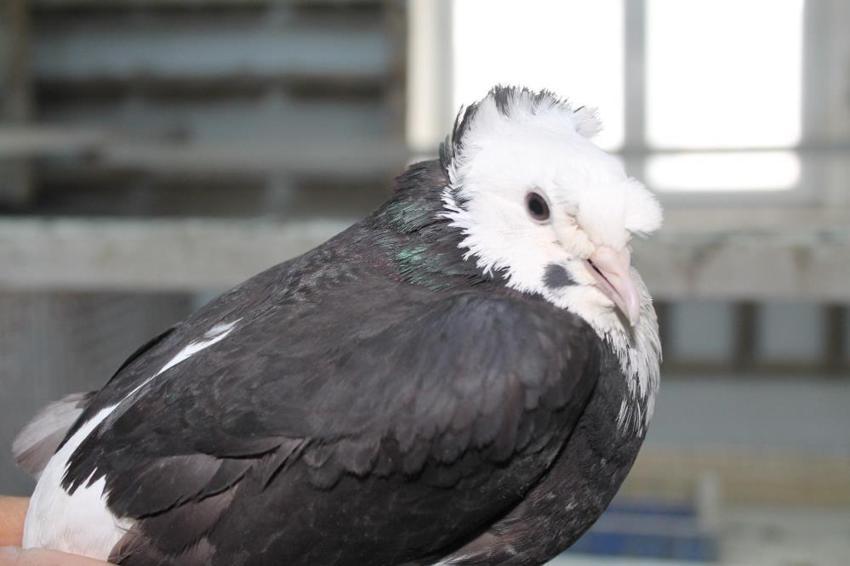 Türk fısıldayıcısı güvercin sesiyle büyülüyor! 'Bayburtlu nereye gitmişse kuşunu da yanına almış'