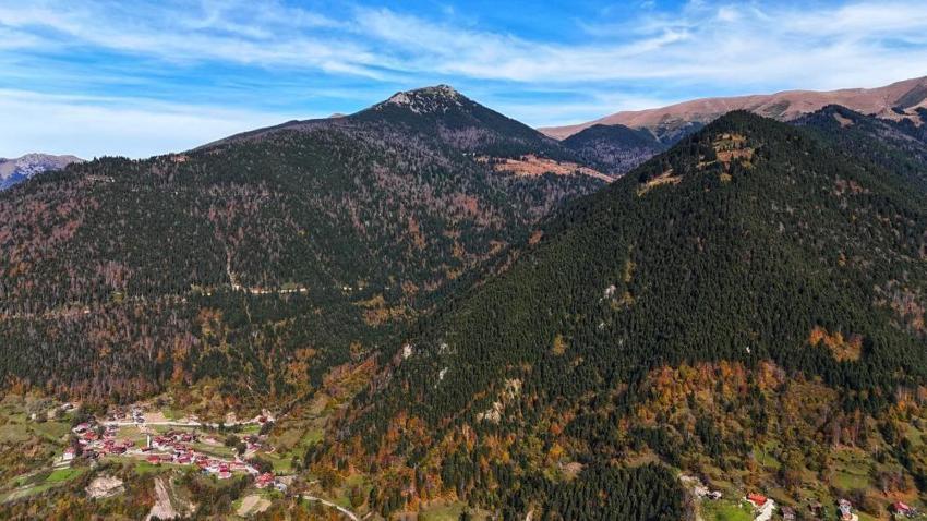 Karadeniz'in kalbine düştü! Altın değerinde: Hayran bırakıyor