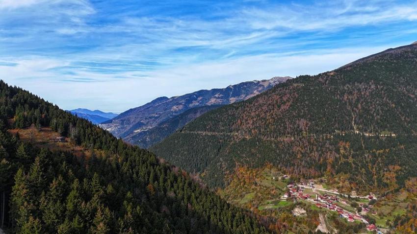 Karadeniz'in kalbine düştü! Altın değerinde: Hayran bırakıyor
