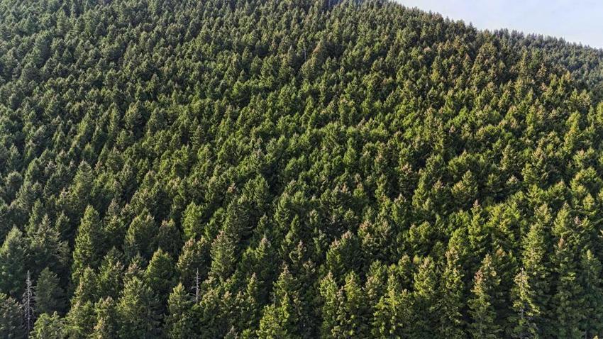 Karadeniz'in kalbine düştü! Altın değerinde: Hayran bırakıyor