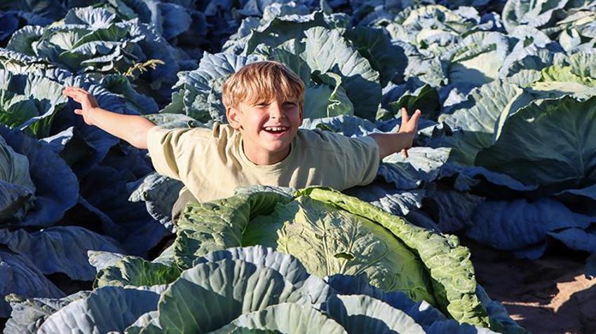 Van’da ata tohumuyla yetiştiriyorlar! Hasat başladı, fiyatı 150 lira! Tüm Türkiye’ye gönderiliyor