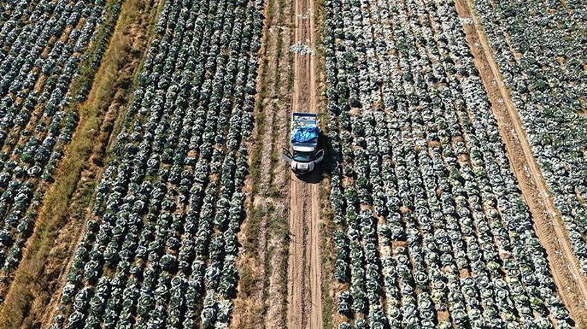 Van’da ata tohumuyla yetiştiriyorlar! Hasat başladı, fiyatı 150 lira! Tüm Türkiye’ye gönderiliyor