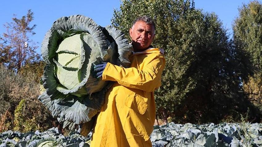 Van’da ata tohumuyla yetiştiriyorlar! Hasat başladı, fiyatı 150 lira! Tüm Türkiye’ye gönderiliyor