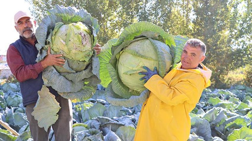 Van’da ata tohumuyla yetiştiriyorlar! Hasat başladı, fiyatı 150 lira! Tüm Türkiye’ye gönderiliyor