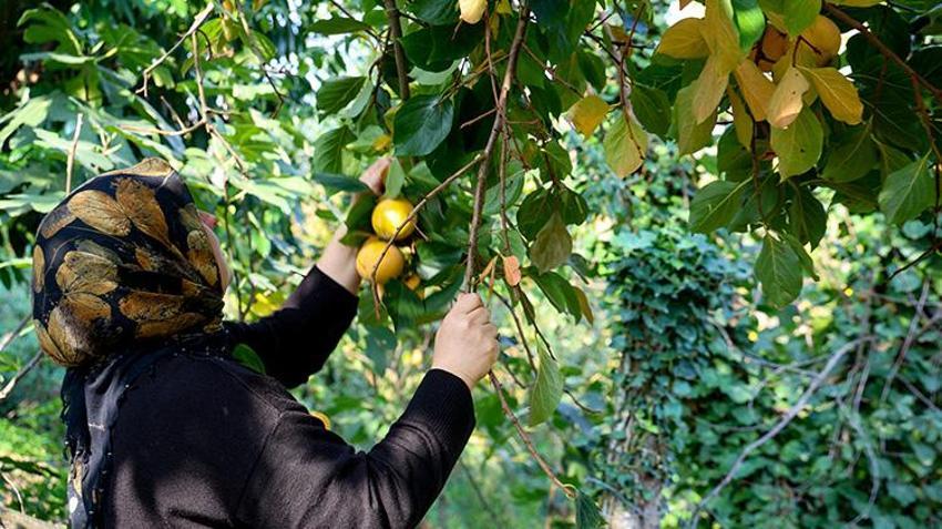 Sakarya'da kadınlar bu meyveyi kurutarak para kazanıyor! Kurutulunca kilosu 600 TL'ye satılıyor