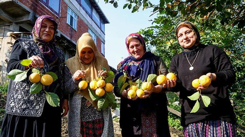 Sakarya'da kadınlar bu meyveyi kurutarak para kazanıyor! Kurutulunca kilosu 600 TL'ye satılıyor