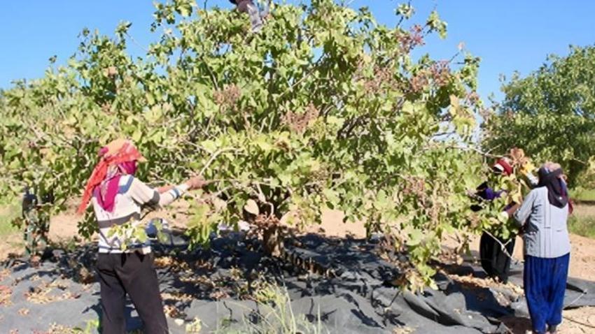 Gaziantep'te üretim azaldı Şanlıurfa'da kriz çıktı! Kilo fiyatı 1000 TL'yi geçti