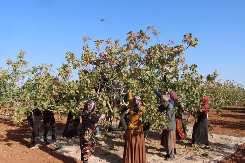 Gaziantep'te üretim azaldı Şanlıurfa'da kriz çıktı! Kilo fiyatı 1000 TL'yi geçti