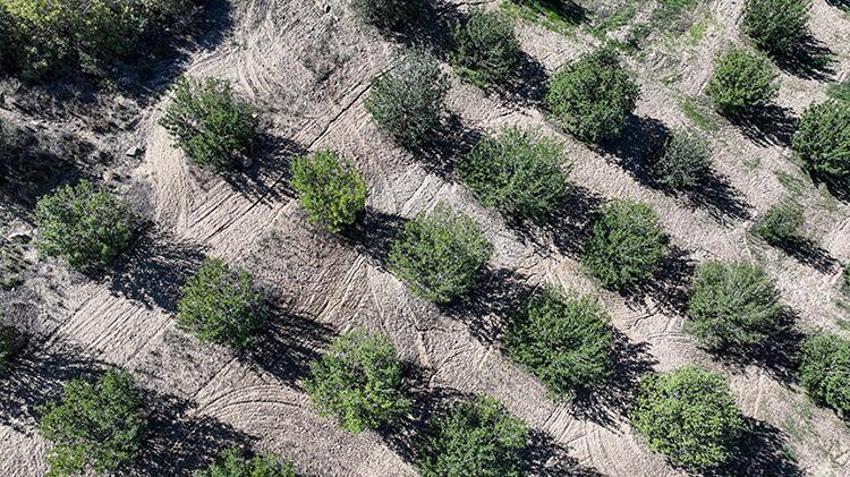 Adanalı çiftçi çorak araziyi kendi imkanlarıyla yeşertti! 400 ağaçtan 7 ton hasat aldı!