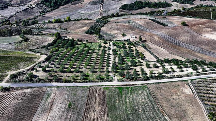Adanalı çiftçi çorak araziyi kendi imkanlarıyla yeşertti! 400 ağaçtan 7 ton hasat aldı!