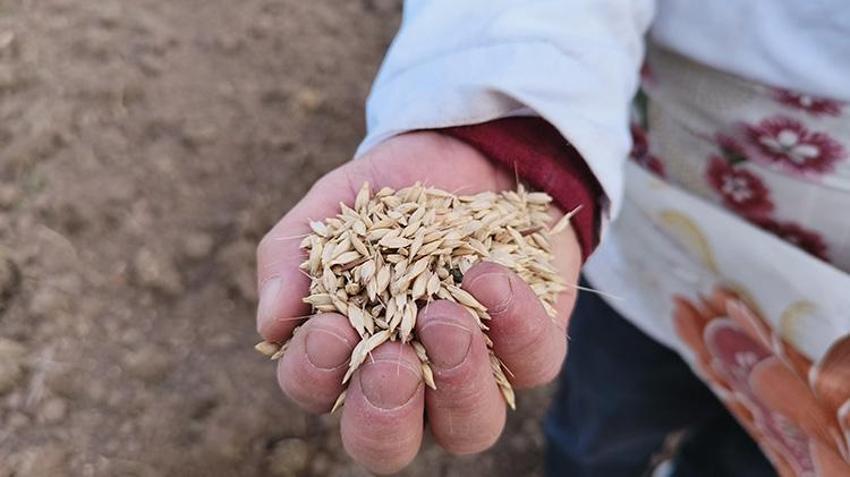 Kastamonu'da 12 bin yıllık lezzet toprakla buluştu: Atadan kalma yöntemle ekiliyor