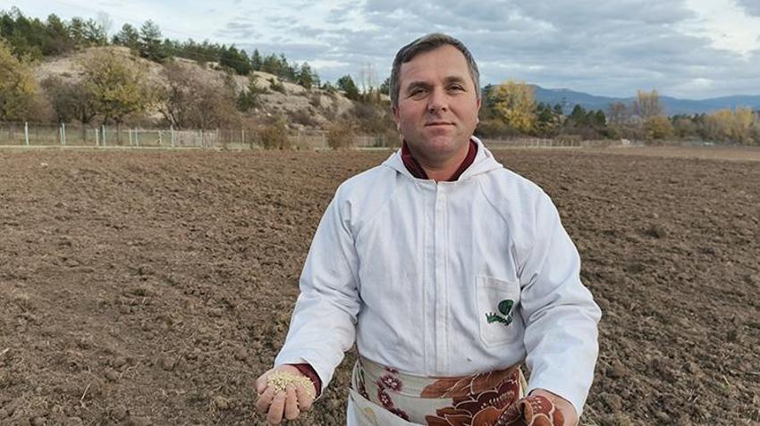 Kastamonu'da 12 bin yıllık lezzet toprakla buluştu: Atadan kalma yöntemle ekiliyor