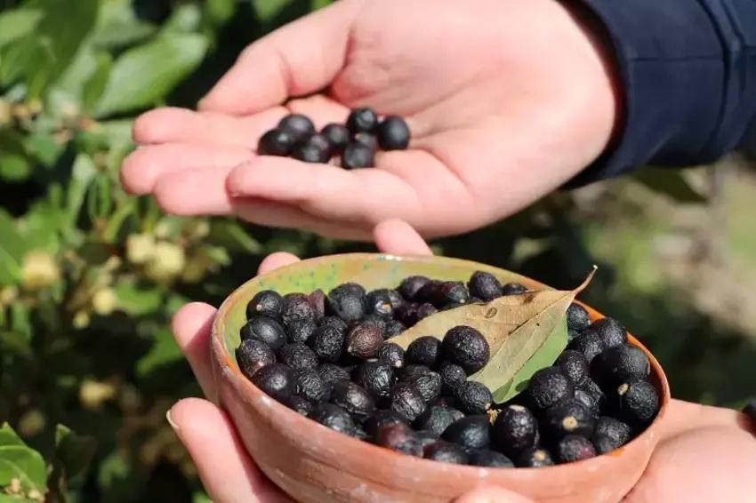 Muğla'da 13 yaşında okul bahçesinde fark etti! Tohumundan üretti TÜBİTAK destek verdi