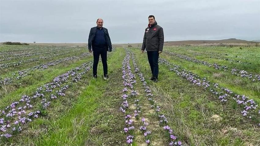 100 gramı 60 bin TL! Topraktan para fışkırıyor, bu bitkiyi eken hemen zengin oluyor, bir tutamı yetiyor