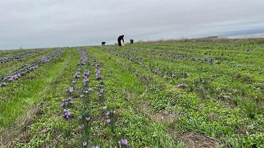 100 gramı 60 bin TL! Topraktan para fışkırıyor, bu bitkiyi eken hemen zengin oluyor, bir tutamı yetiyor