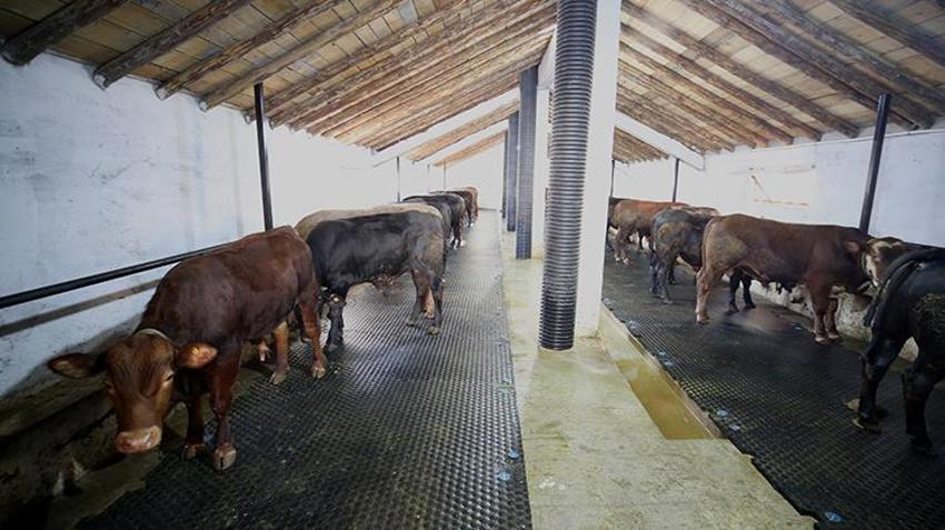 Muşlu üretici devlet desteği ile hayatını yeniden yazdı! Şimdi çiftliğinde tonlarca üretim yapılıyor