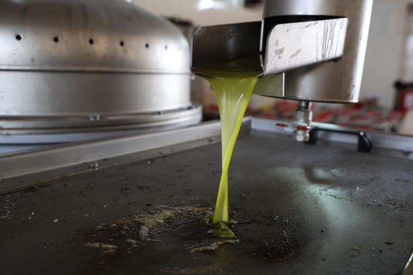 Litresi 350 TL! Adana Kozan'da zeytin rekoltesi dip yaptı, fabrika önlerindeki kuyruklar bitti