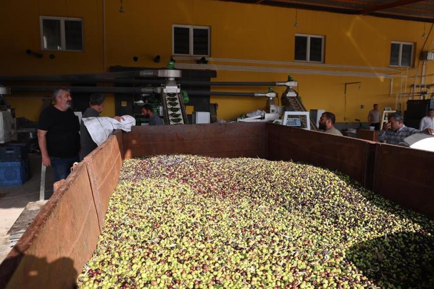 Litresi 350 TL! Adana Kozan'da zeytin rekoltesi dip yaptı, fabrika önlerindeki kuyruklar bitti
