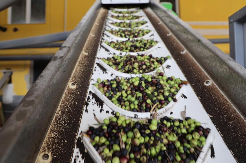 Litresi 350 TL! Adana Kozan'da zeytin rekoltesi dip yaptı, fabrika önlerindeki kuyruklar bitti