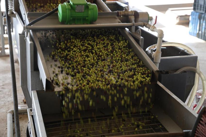 Litresi 350 TL! Adana Kozan'da zeytin rekoltesi dip yaptı, fabrika önlerindeki kuyruklar bitti